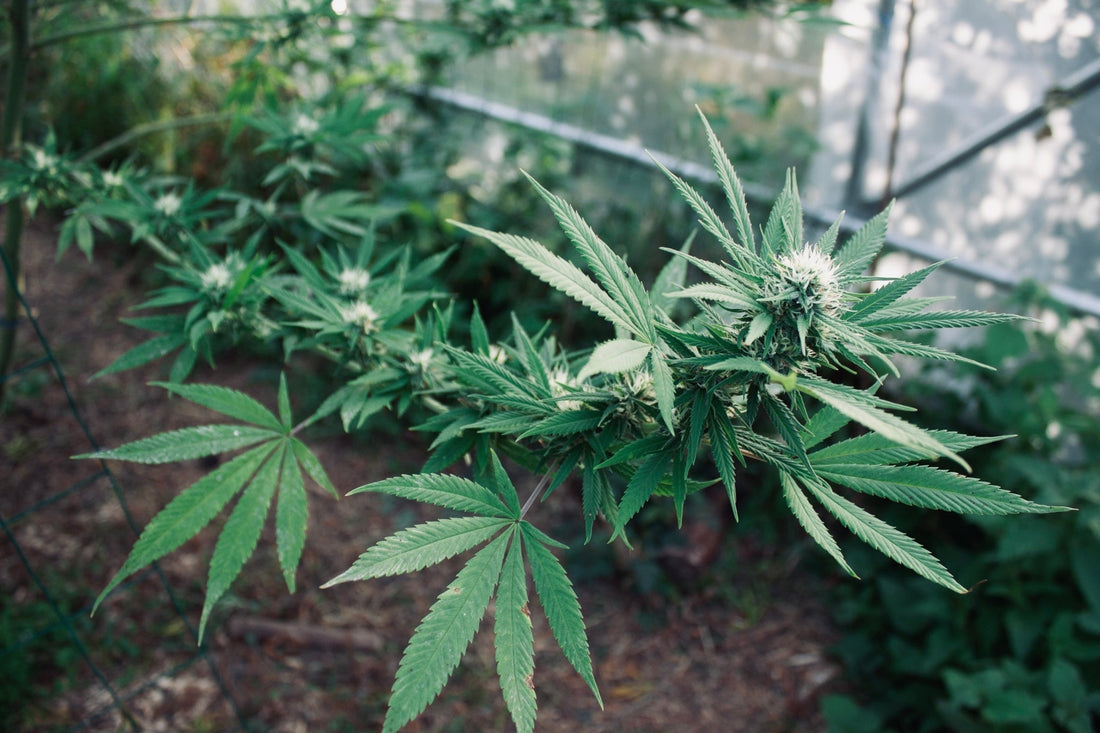 Le CBG, un cannabinoïde prometteur