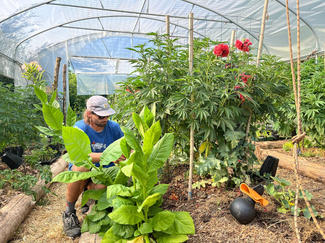 chanvre-permaculture-lorraine-macerat-artisanal-symbiose