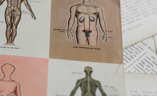 Image coprs humain qui illustre le système endocannabinoïde