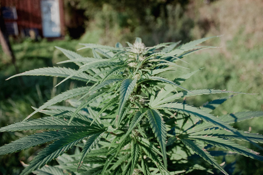 thc etude salivaire cbd symbiose lorraine