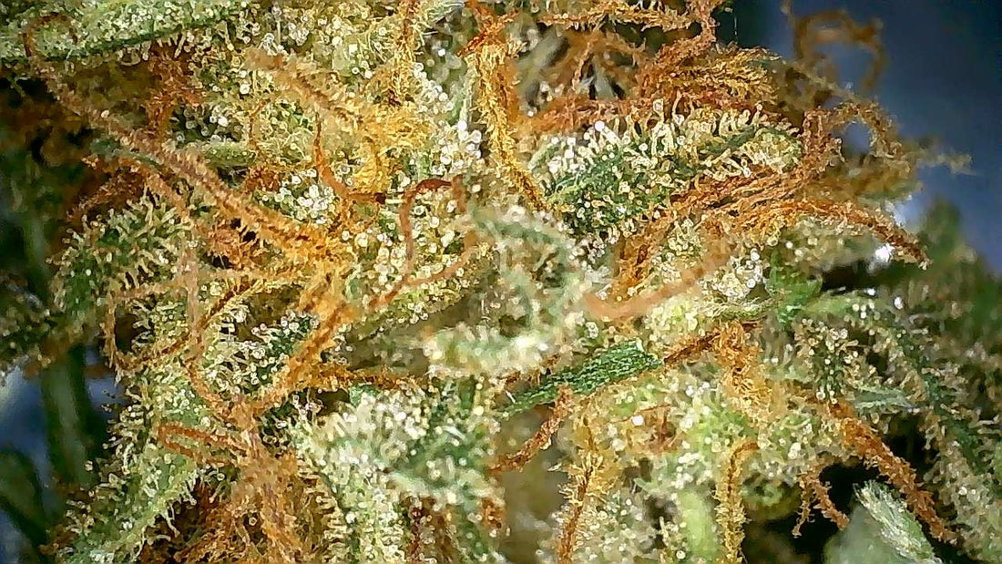 terpènes cannabinoides symbiose lorraine 