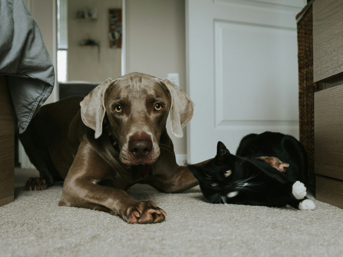 cbd pour chien cbd pour chat symbiose lorraine